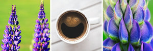 Lupinenkaffee: Die Nachhaltige Alternative zum Bohnenkaffee