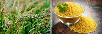 Hirse das Superfood