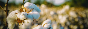 Die Vorteile von Bio-Baumwolle: Warum Du bewusst wählen solltest