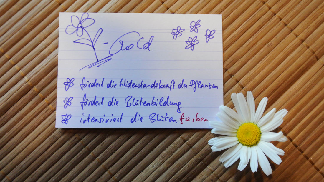 Flowers (Blumengold)
